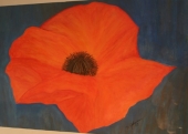 Mohn pur